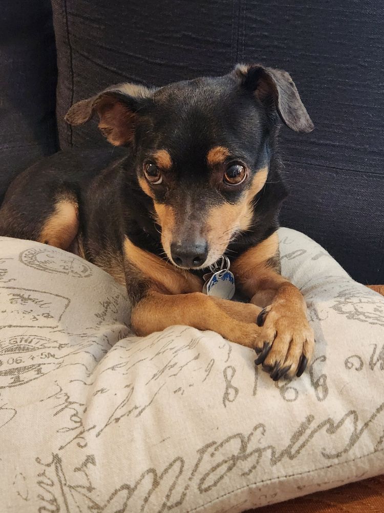 A small black and tan dog lays on a pile of pillows with her paws crossed.