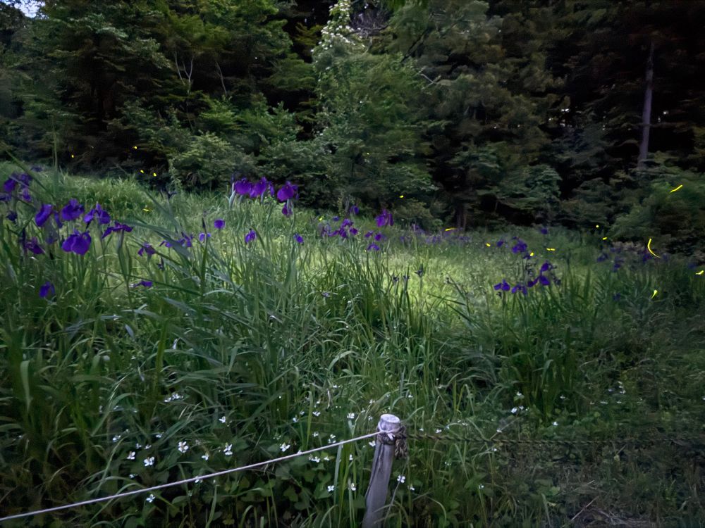 手前にロープがあり、その奥に菖蒲が咲いていて、その上をホタルが飛んでいる。