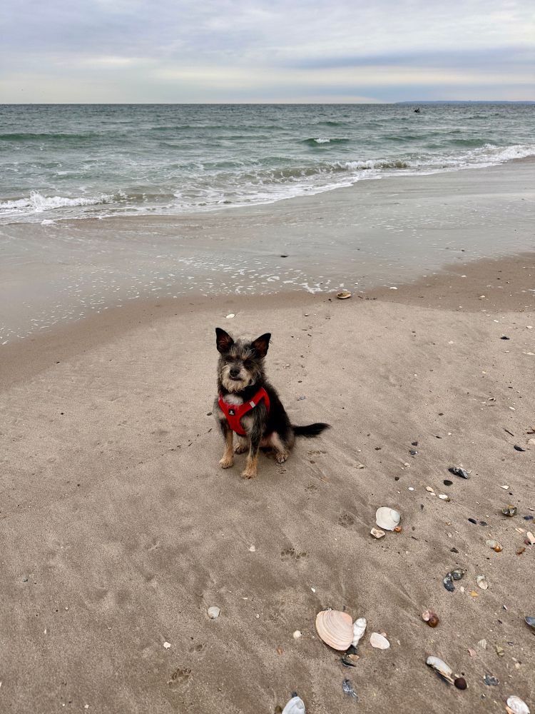 Small terrier mix sitting in the sand as waves come in on empty beach. Riis Beach, NYC