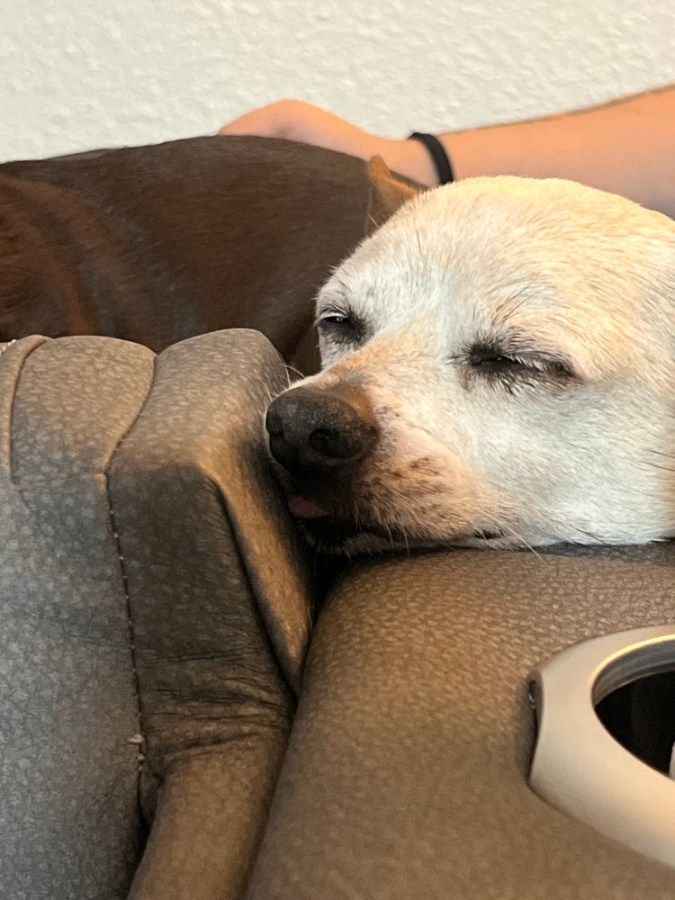A sleepy white dog resting on a couch with his tongue just slightly out
