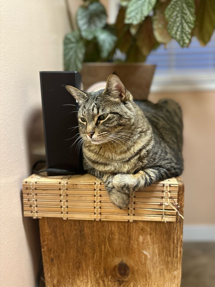 Cat with bitchy face, perched on shelf looking handsome. 
