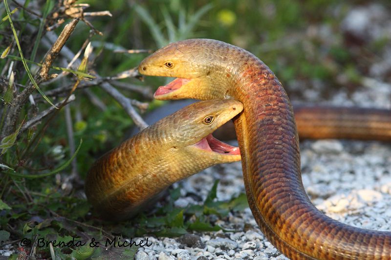 Looks like two snakes fighting but they’re actually legless lizards (sheltopusiks)! They both have their mouths open and one is biting the other in the chest. They have rows of yellow and brown scales, small ear holes and eyes that have eyelids.