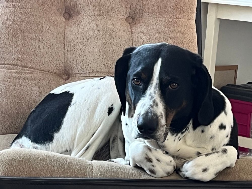 A hound dog looking grumpy and reproachful, curled up on a living room reading chair.