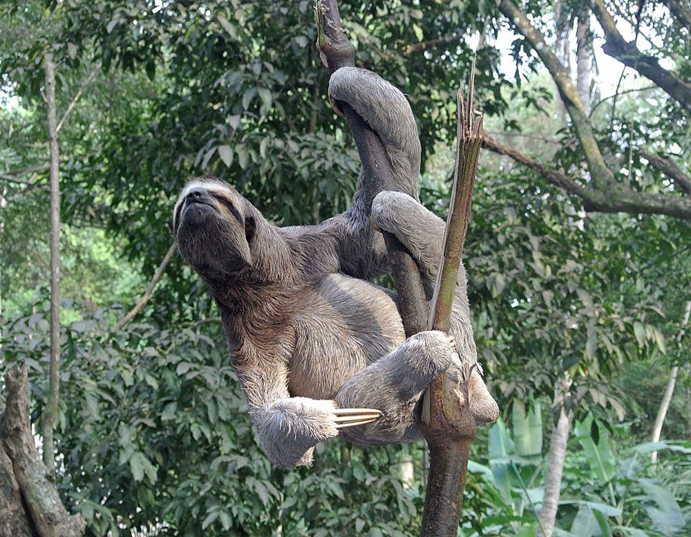 A Three toed sloth on a branch extending its neck out. 