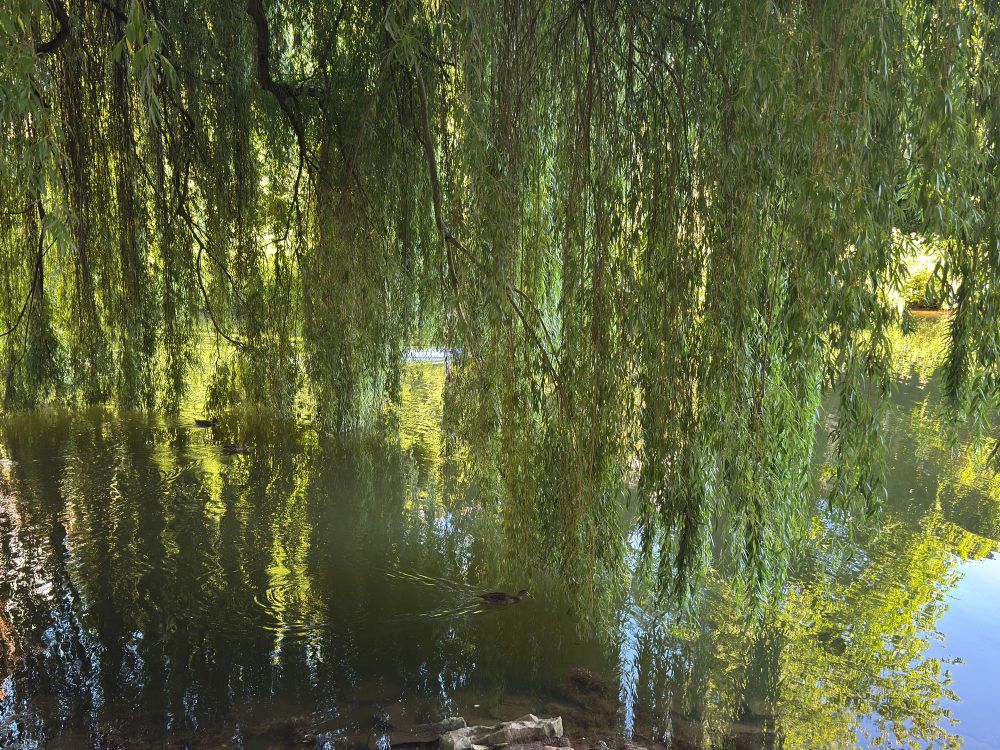 Auf dem Bild ist eine wunderschöne, ruhige Uferszene zu sehen. Eine große Trauerweide (Salix babylonica) hängt mit ihren langen, herabhängenden Zweigen über das Wasser eines Teiches oder langsam fließenden Flusses. 

Die dichten, grünen Zweige spiegeln sich im Wasser und erzeugen ein fast märchenhaftes Lichtspiel aus Grün- und Gelbtönen. Zwischen den Zweigen erkennt man leichte Wellenbewegungen im Wasser – vermutlich verursacht durch Enten, von denen man ein paar schemenhaft im Bild schwimmen sieht.

Die Atmosphäre wirkt friedlich, fast geheimnisvoll, und erinnert an einen Parkteich oder ein ruhiges Gewässer in einer Auenlandschaft.