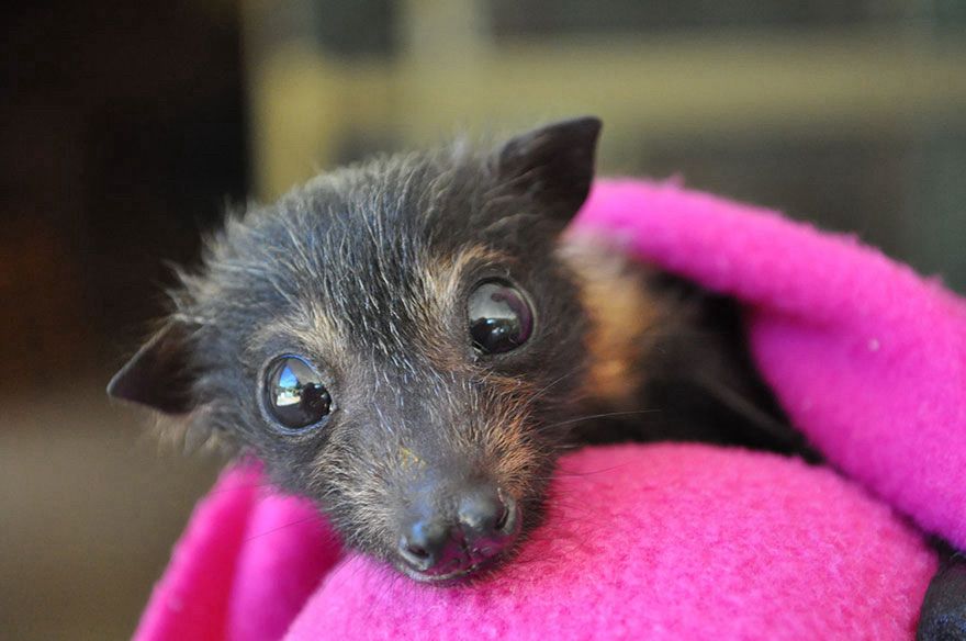 A baby bat wrapped in a pink blanket. It has beautiful big eyes looking at the camera.