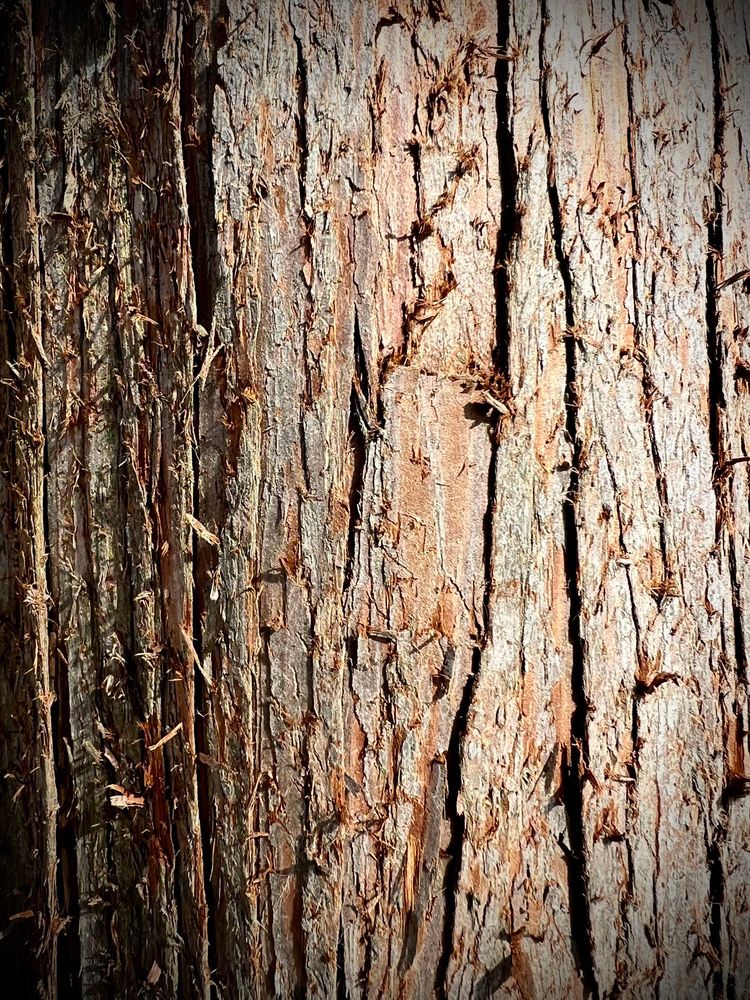 peeling rust-brown bark of tree