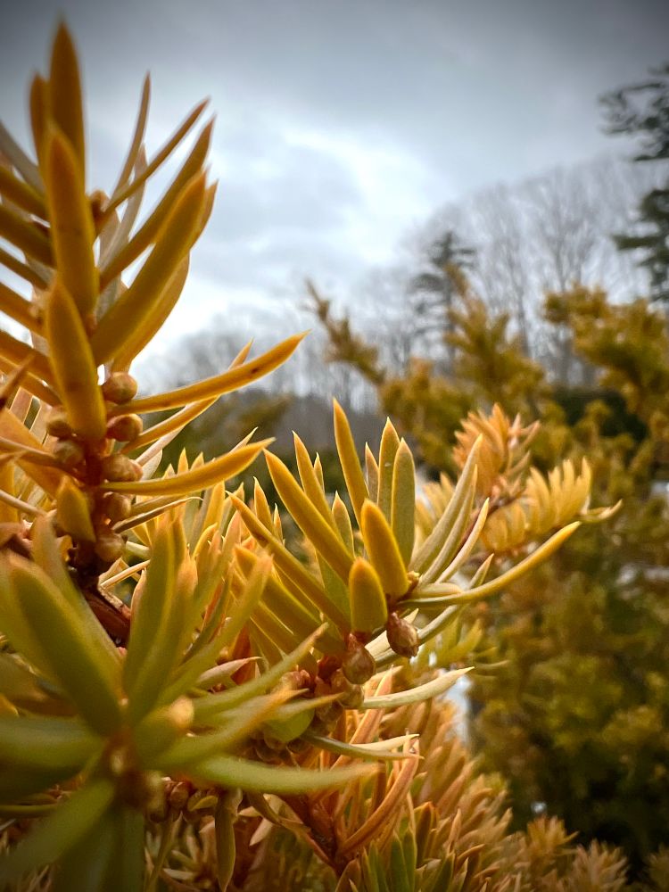 across the leaves towards the horizon 