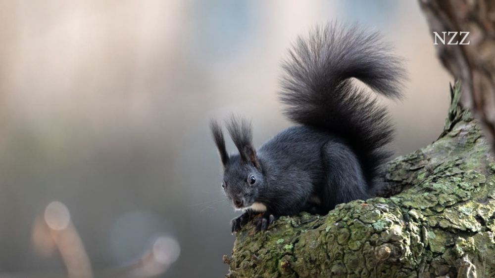 Sind schwarze Eichhörnchen gefährlich?