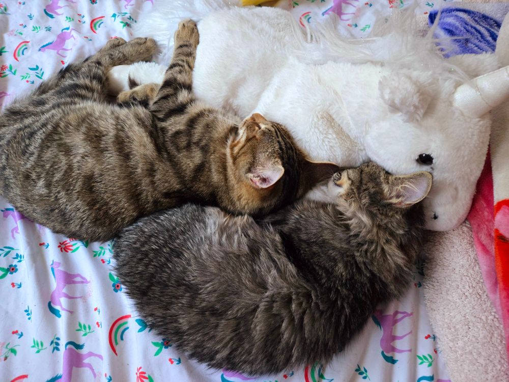 Two tabby kittens, one long and one short hair, curled up together against a white stuffed unicorn, on a bed sheet with pink unicorns and rainbows. 
