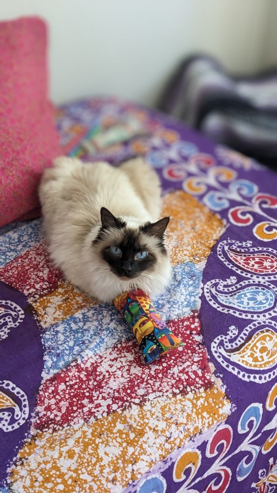 A soft and fluffy very pretty coco puff cat with dark brown face, bright blue eyes , milky fur with a touch of latte colored fur. Chloe is her name.