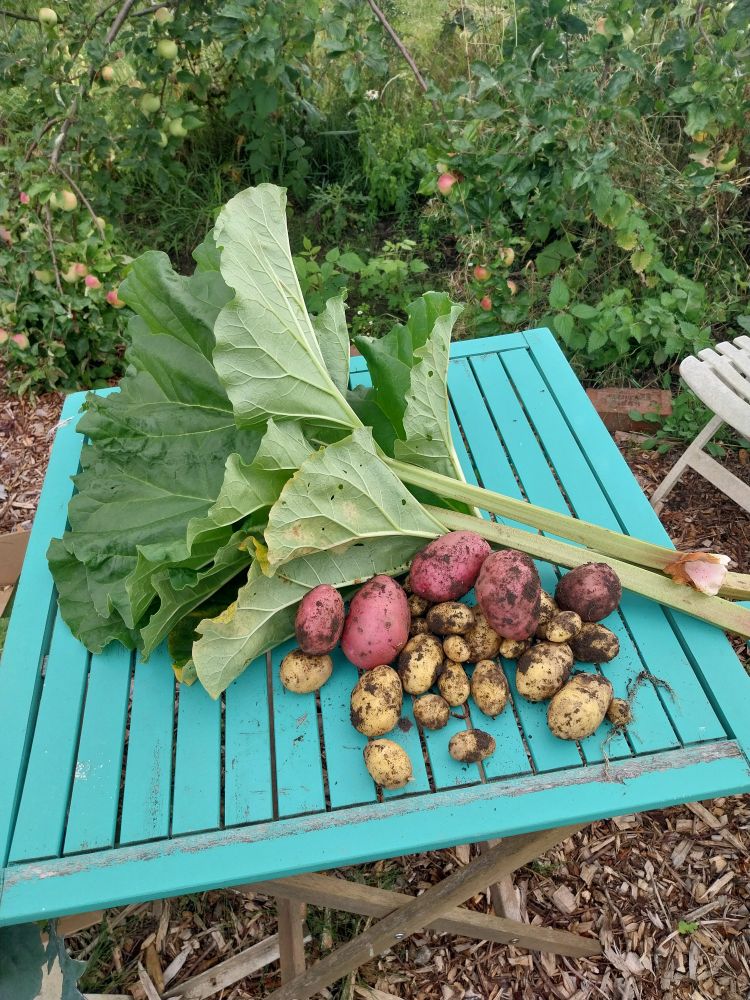 A blue wooden table on an allotment (woodchip floor and apples in the background), on which a variety of purple and golden potatoes are piled alongside some large rhubarb stalks with leaves still attached