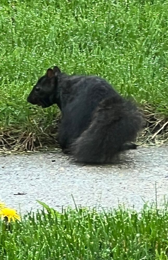 A black squirrel