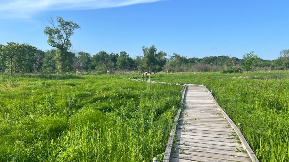 A wooden board walk stretching ahead the. curving to the lift surrounded by a sea of sedge, grass, and marsh plants. There are trees on the horizon.
