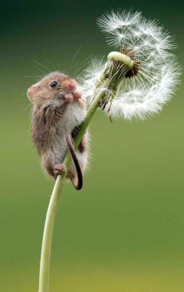 Photograph by Dean Mason: a harvest mouse perched on a dandelion flower's stem, held in place with it's tail wrapped around the stem, eating the seeds of the flower with it's little hands held toward it's mouth.