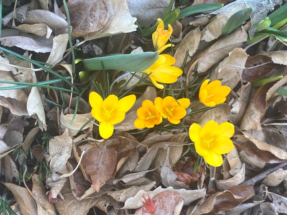 Yellow crocus