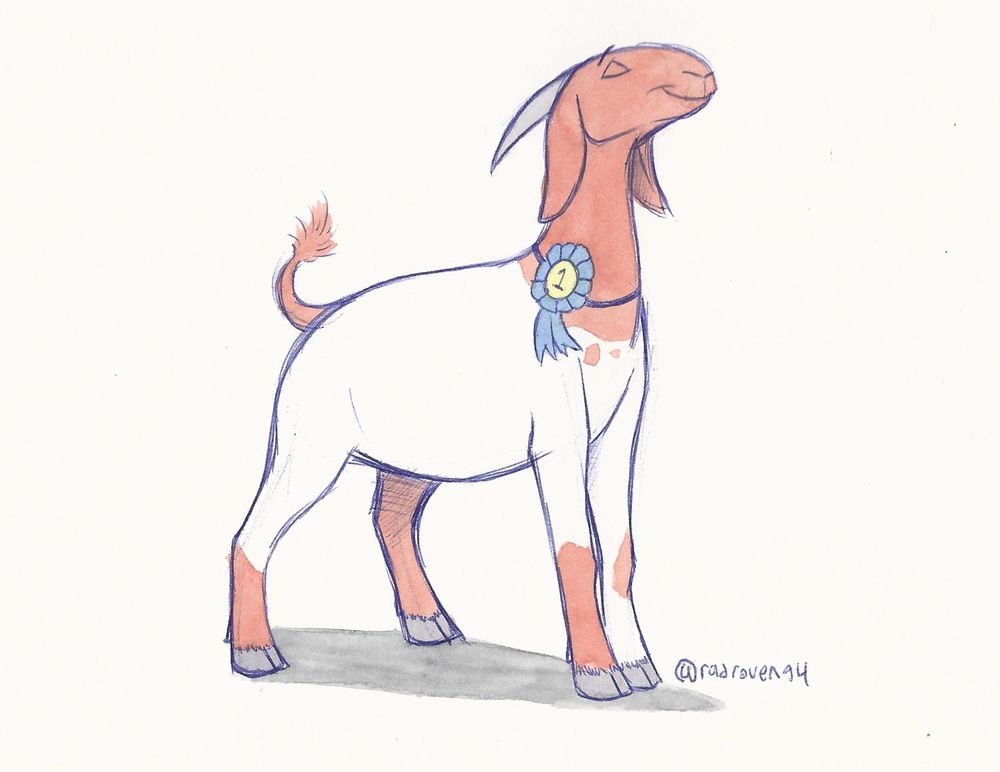 a cartoon illustration of a female Boer goat standing in a triumphant/proud manner. She's wearing a blue "First Place" ribbon around her neck.
