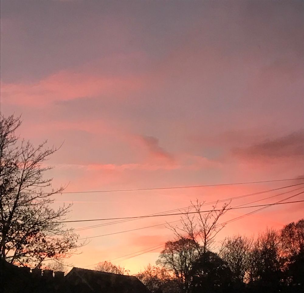 A sunset with shades of blue, pink and yellow with pink clouds and trees silhouetted onto the sky. 