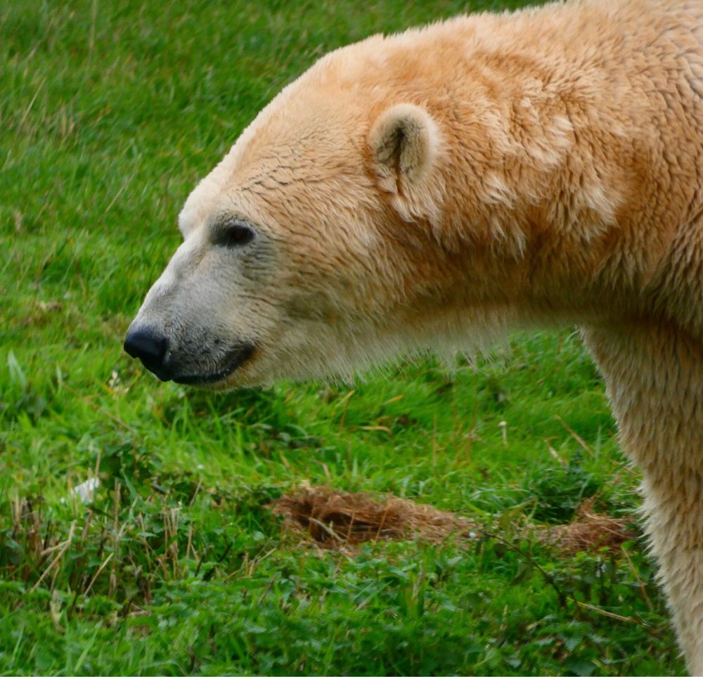 A profile view of a male polar bear’s head and neck with a grassy background. 