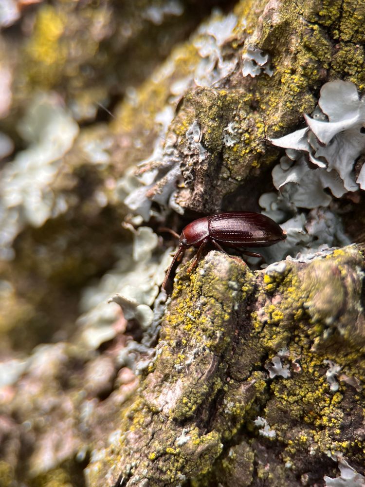 A small chestnut brown beetle on bark and lichen