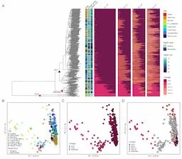 Xestospongia muta population structure. A Dendrogram of samples based on IBS matrix from ANGSD with matching site, depth zone, and depth (m) data and structure plots for K =2–5 for each X. muta sample. Colored points on dendrogram nodes represent Lineages Xm1 and Xm2 as well as putative hybrids (admixed samples). B Principal component analysis from pcangsd, where color represents sampling site and shape represents sampling depth zone. Larger, opaque shapes are sample population centroids and smaller, transparent shapes individual samples. CSame plot as B with samples colored by lineage assignment from K = 2 data set. D Same plot as C but for K = 4.
