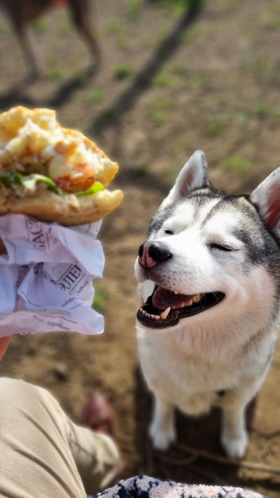 Snow le gourmand, male Husky 5 ans.