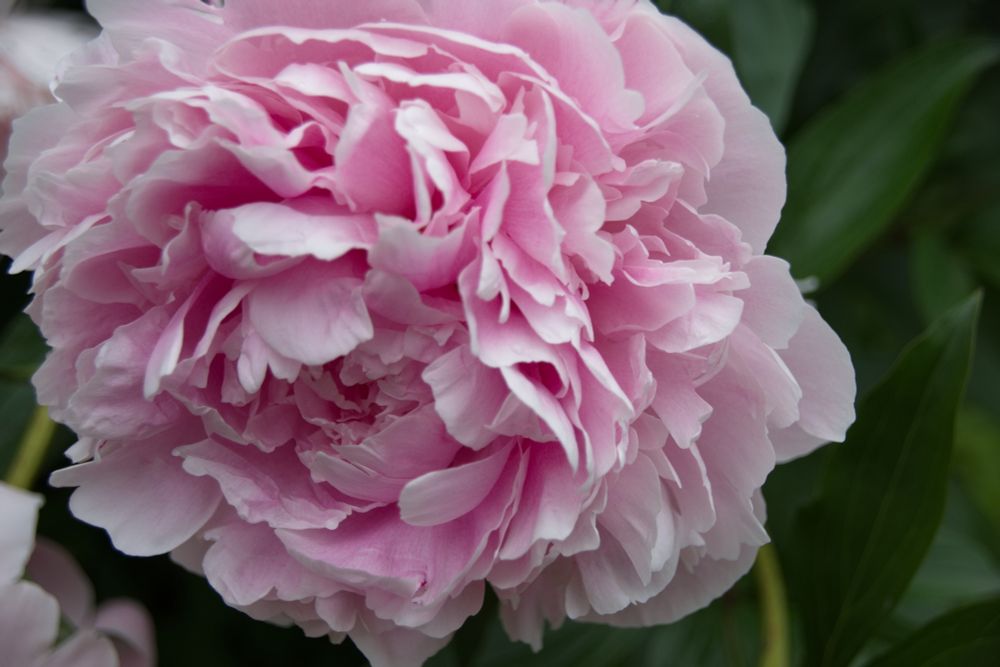 Light pink double peony.