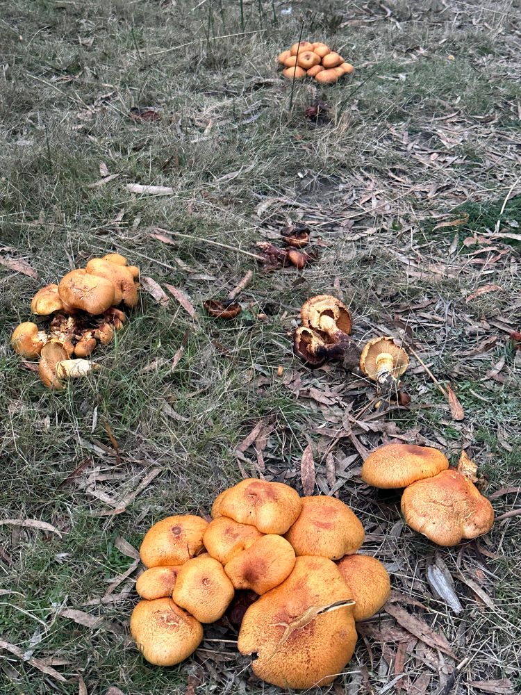 Clumps of orange mushrooms on leaf-strewn grass