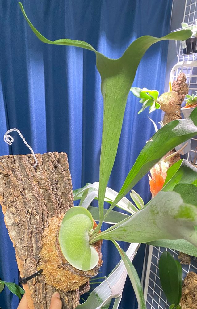 ビカクシダのビフルカツム！貯水葉出てきてます🌱
Platycerium Bifurcatum