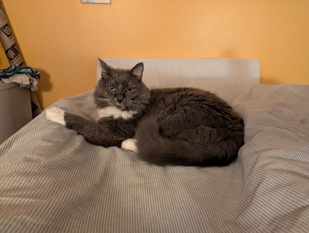 My grey-and-white medium-hair cat Faraday lounging on the bed between my undercover feet and looking at me as if to say "Turn off the damned light and go to sleep, woman!"
