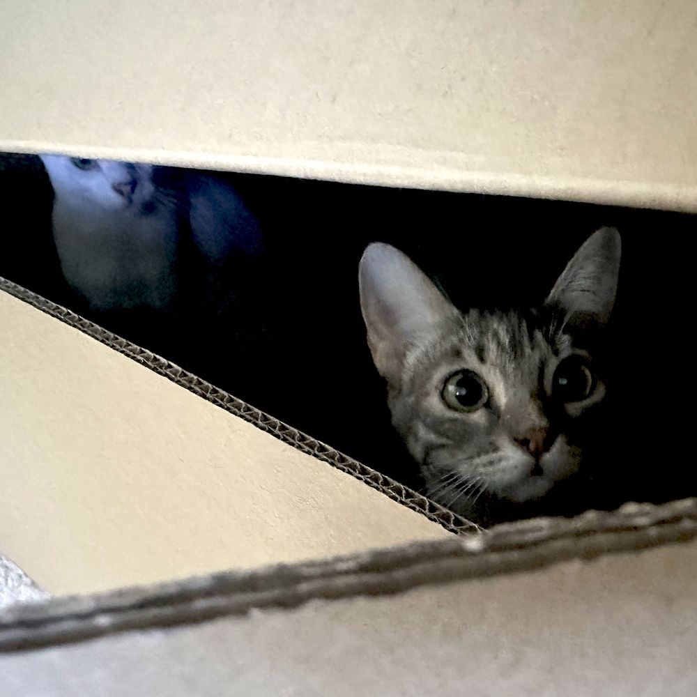 Square photo. The photo shows the angles and sides of a large cardboard box. there is a small gap showing the dark interior of the box with a small tabby cat's face looking out. She looks startled or frightened. Further back in the box a white cat can just be seen.