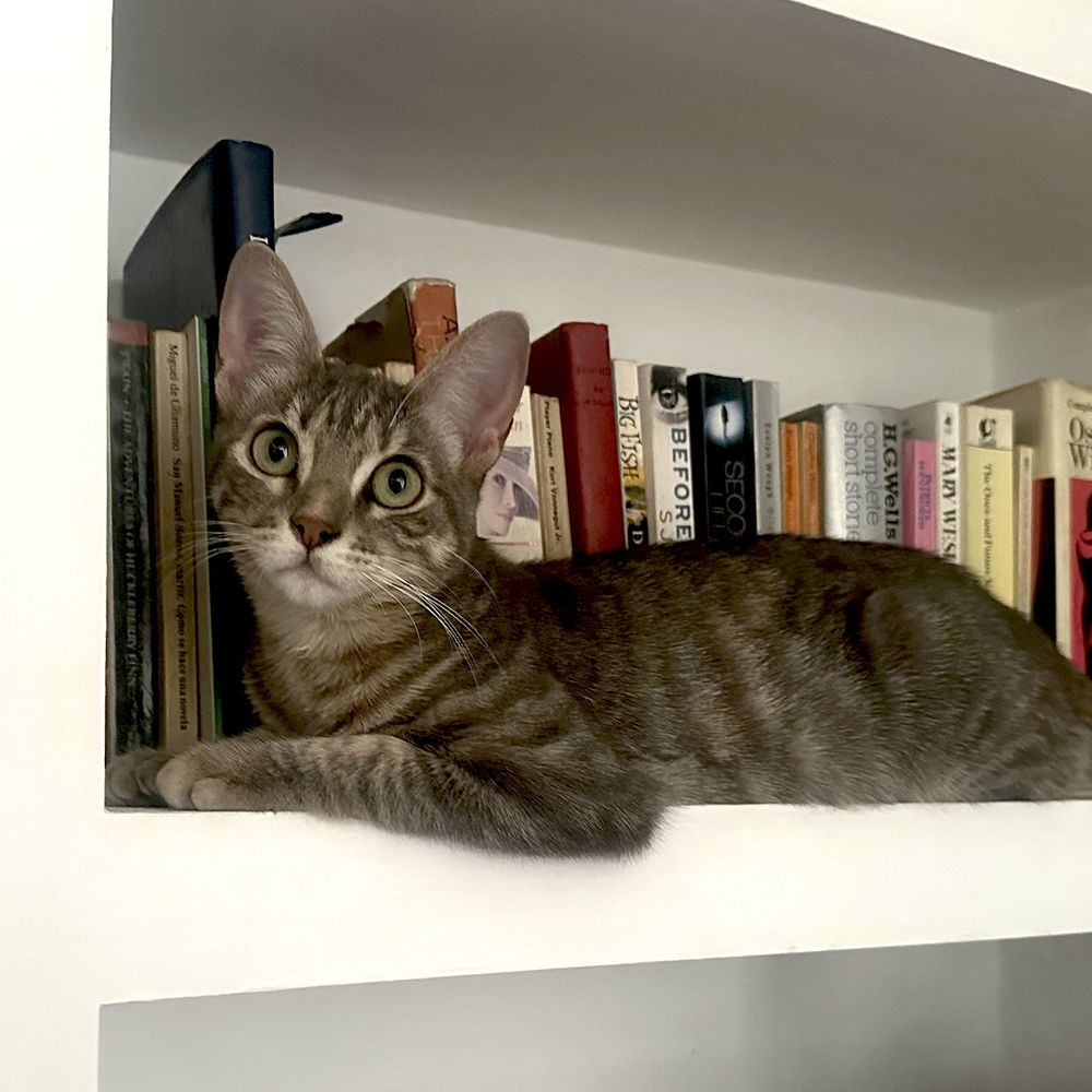 Square photograph of a young grey tabby cat lying in front of the books on a white built-in bookshelf- She is looking up warily and looks ready to react if you reach for one of the books she is apparently guarding.

The books include hardbacks and paperbacks and appear to be an assortment of fiction, including “San Manuel Bueno, mártir” by Miguel de Unamuno, “Big Fish” by Daniel Wallace, "Before I Go to Sleep"  and “Second Life” by S J Watson, complete short stories by HG Wells, a book by Mary Wesley and a collection of works by Oscar Wilde.
