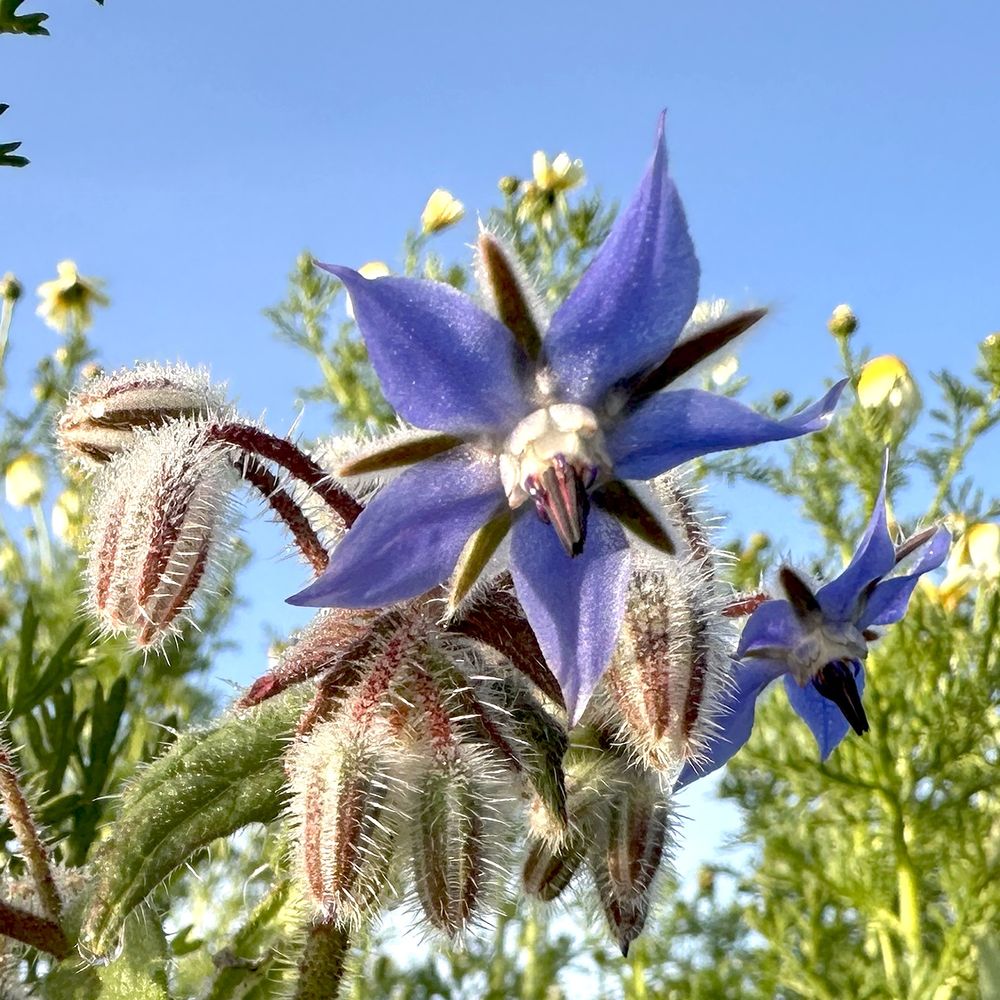 Close up photo of a borage plant. The main focus of the picture, in the centre of the image, is a purple-blue flower, which is small with five narrow pointed petals in a flat star shape, alternating with long narrow sepals. The flower centre is white with a dark protruding point. There is another flower to the right and there are many unopened buds. The picture was taken from below, showing the flower against a clear blue sky and with some other plants behind it.