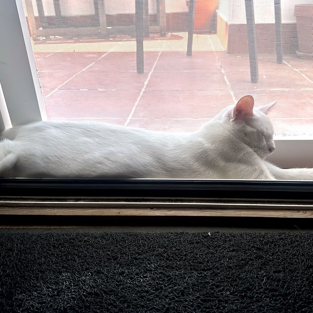 Square photo of a white short-haired cat lying asleep. 
The cat is stretched full length and is positioned across the centre of the photograph. In the foreground is a dark textured fabric - part of an inside doormat. 
Behind the cat, in the background, part of a white wooden screen doorframe is visible, and through the screen netting an outdoor space with terracotta tiles. The legs of a couple of pieces of patio furniture are also visible, along with a couple of large plant pots.