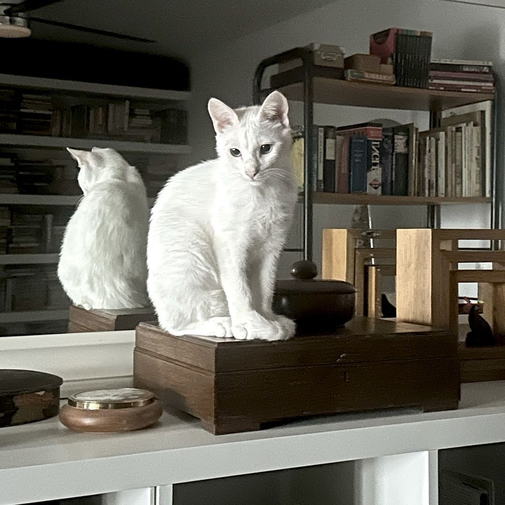 Photograph of a white cat sitting on top of a wooden box on top of a white unit. There are other wooden items on top of the unit. Behind the cat is a mirror in which the viewer can see the cat's reflection and two bookcases with many books on them.