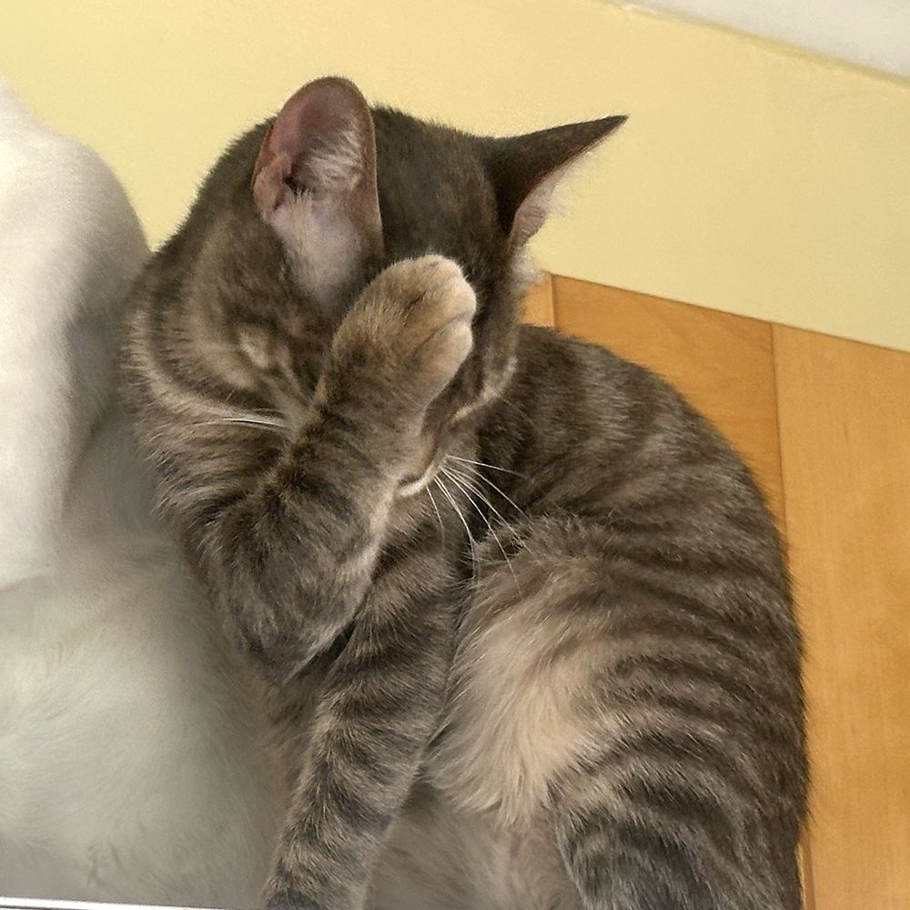 Square photo of a small tabby cat sitting down and covering its face with one paw. 
The rest of the picture is incidental, but includes some pine panelling, a yellow wall and the white fur of another larger cat sitting alongside.