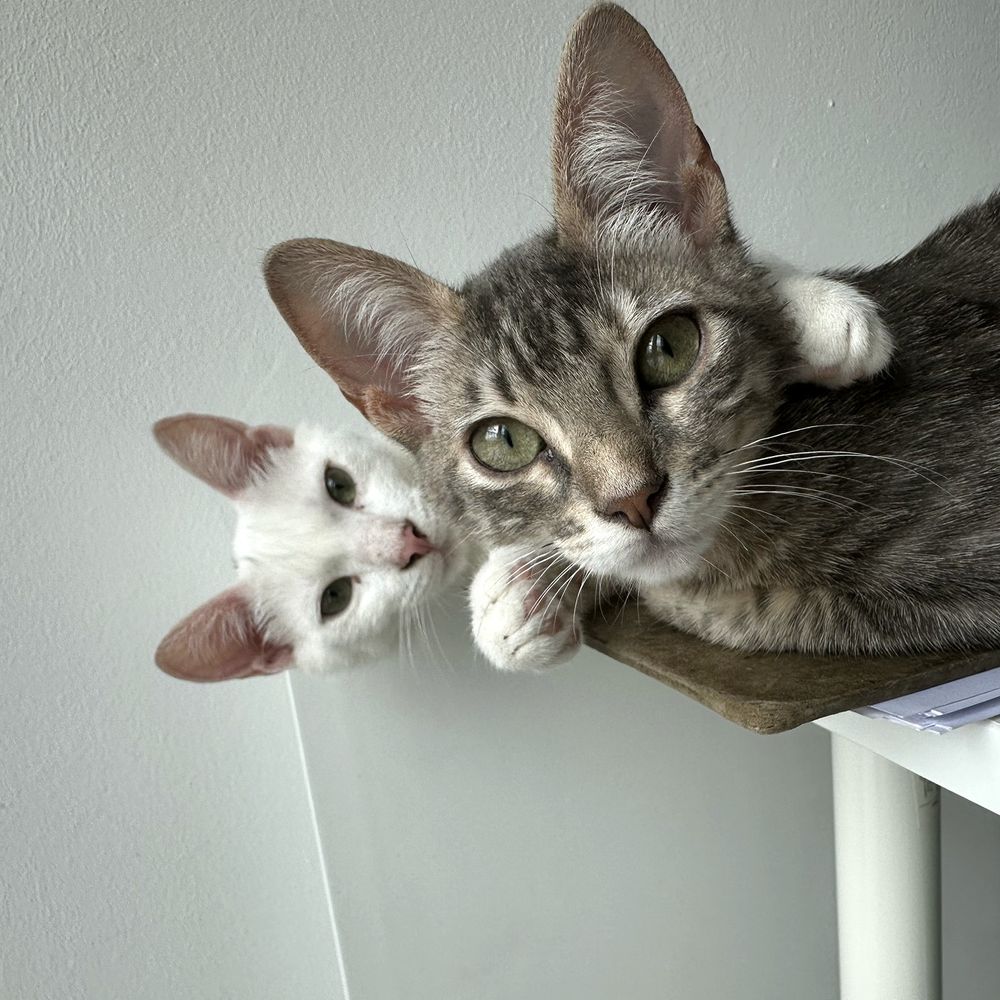 Square photo of two cats lying on the corner of a table, silhouetted against a white wall. Very little of the table is visible, except for a few papers and a clip board, which the cats are lying on. The head and shoulders of the cat nearest the camera can be seen. She is a grey-brown tabby and is looking directly at the camera. A white cat is lying behind her. Only his head is visible peeking out round the side of her hear, and his front paws can be seen on either side of her neck.