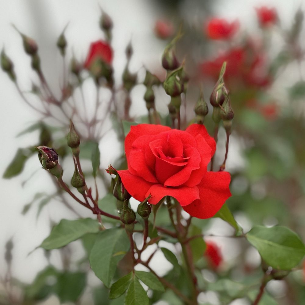 Square photo with small red rose flower in centre foreground. The rose is one of the type that has multiple blooms and, while this single flower is wide open, it is surrounded by many tightly closed buds. The background is out of focus, but more buds and splashes of red flowers can be seen against a plain white wall.