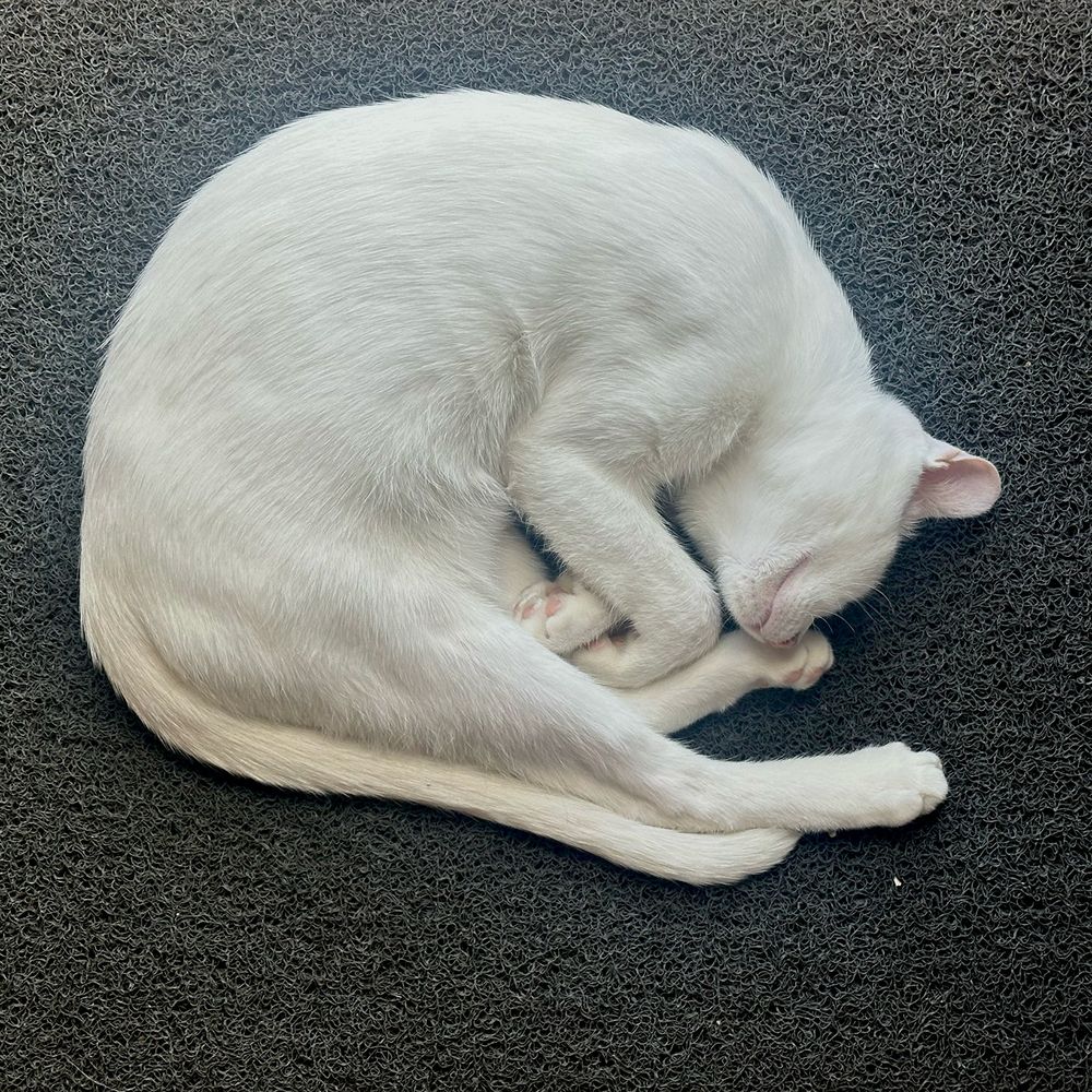 Square photograph of a white cat on a dark grey spongy-looking background. The cat is asleep, curled round on his left side and his silhouette makes a smooth round curve from his head all the way round to his tail.