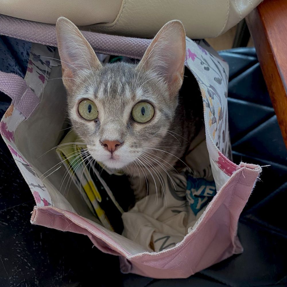 Square photograph of a small grey tabby cat sitting in a shopping bag looking upwards towards the camera. Only her head is visible . Her ears are pricked and her pupils are small, so she looks very nervous and alert.