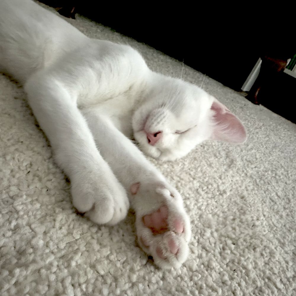 Square photo. Close up of a white cat who is sleeping soundly on a cream coloured carpet. The photo is taken at an angle, so the cat's body - of which we only see the upper half - is foreshortened and the front paws, which are very near the camera, appear unnaturally large.