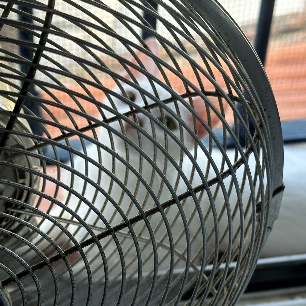 Square photograph. 
Most of the photo shows a close up of part of the metal wire grill structure of an electric fan. 
Behind the fan and visible through the wires, is a white cat who is lying on the ground with his head raised and pink ears alert. 
The cat is out of focus and so is the background, although there appear to be railings and a patch of terracotta - perhaps tiles or roof tiles beyond a balcony rail. 