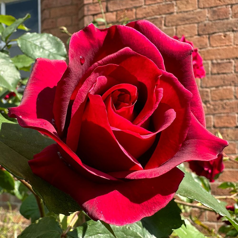 Close up of a full blown red rose. It takes up almost the full frame, but there are some leaves visible, and there is a red brick wall in the background.
