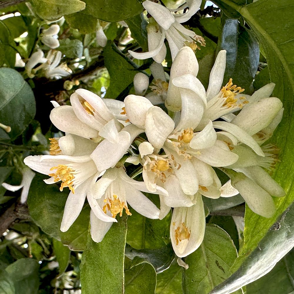 Square photo. Close up of a spray of orange blossom. There are maybe a dozen flowers in the foreground in different stages of opening. The flowers are small and white, with long waxy petals and the long stamens and the central pistil are yellow tipped. There are leaves around the flowers, suggesting that they are still growing on the tree.