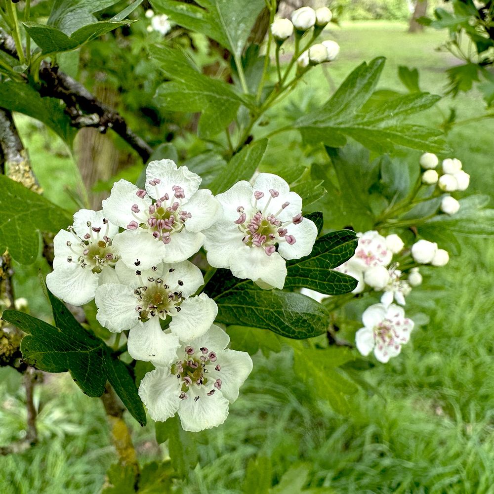 Square close up photo of a sprig of hawthorn blossom. The flowers are small, five-petalled, white with pink-tipped stamens. There are five wide open flowers in the foreground and a number of other flowers and buds farther from the camera. The blossom is growing on a tree. The background shows grass, suggesting the tree is in a field or a park.