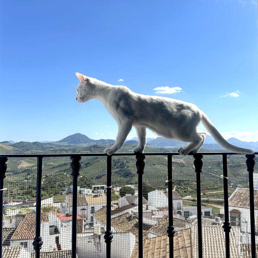 Square photograph looking out of a window. There is a white cat perched walking along the balcony railing. In the background there are the red-tiled roofs of houses and a view over green countryside and off towards distant mountains. It looks as if the cat is very high up and the roofs are several storeys below him.