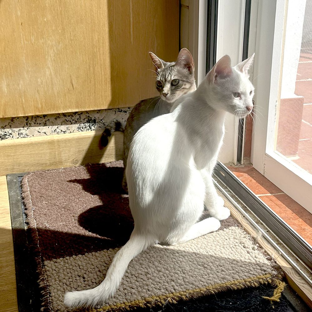 Square photograph of two cats sitting on a brown and beige doormat. The cat nearest the camera is a white cat and he is looking out through a screen door. You can see a small part of a terracotta tiled patio outside. The other cat is a tabby. She is mostly hidden by the white cat. She is looking away from the door. The background shows a pale wooden skirting board and a wooden panel, which is presumably the end of a piece of furniture.