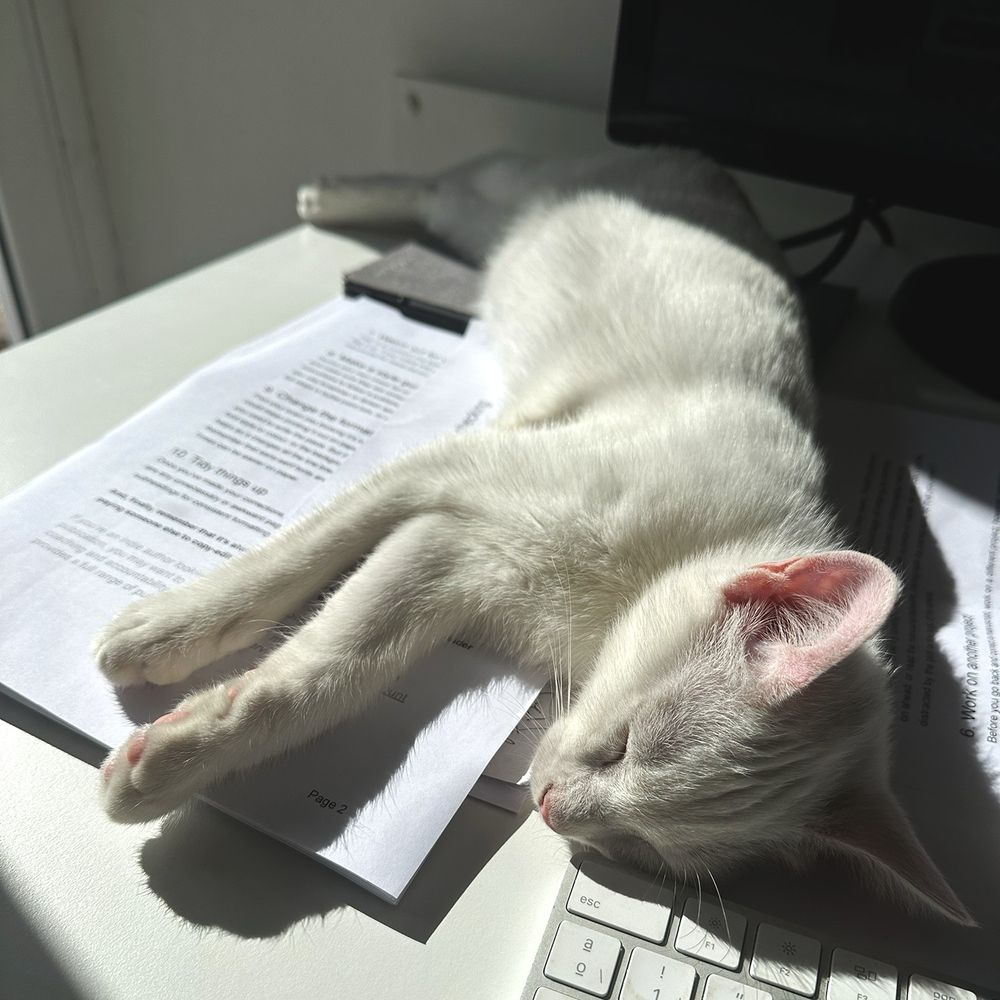 Square photo of a white cat lying on top of some printed unbound sheets of paper on a white desktop. The cat’s head is in the foreground and he is stretched out fast asleep. The corner of a computer keyboard is also visible. As well as the bottom corner of a computer monitor. There is sunshine coming from the left and the cat’s head and most of his body are in direct sunshine.