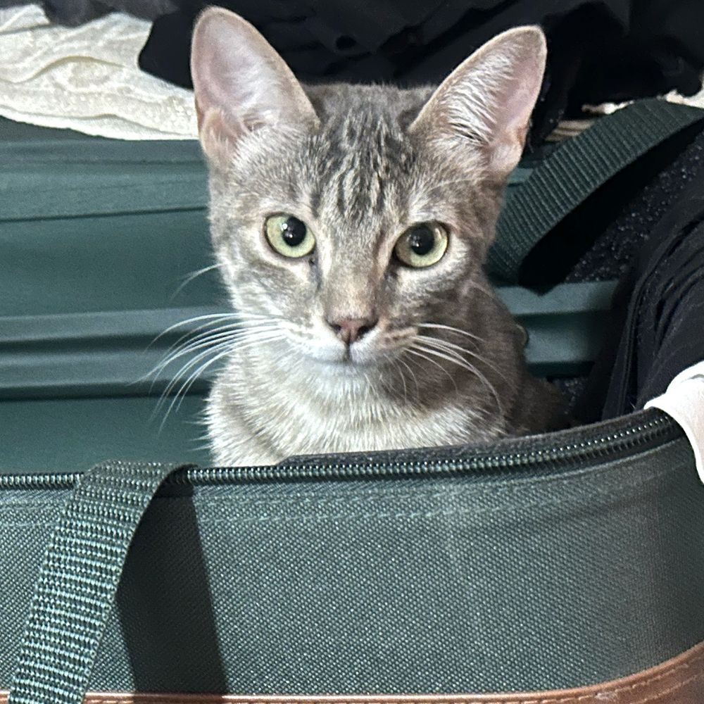 Square photograph of a grey short-haired tabby cat. The cat is looking directly at the camera, eyes wide open and head very slightly cocked to the cat's left side. Only the head and top part of the body are visible as the cat is sitting inside a dark green zip-close suitcase. Very little of the case is visible. 