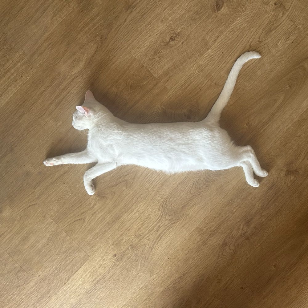 Square photo of a white cat lying stretched out asleep on a wooden floor. The photo is taken from above, showing the silhouette of the sleeping cat with front paws outstretched and tail high as if he were running. 